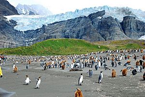 South Georgia Photo by Sascha Grabow