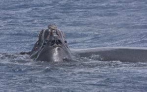 Southern Right Whale (Eubalaena australis) (16172696979)