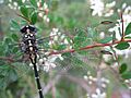 Southern Vicetail RH wings (5359407911)