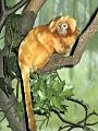 Stavenn Leontopithecus rosalia 01