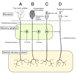 Sensory receptor Facts for Kids Biology Diagrams