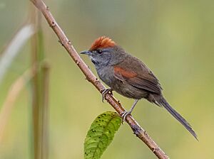 Synallaxis spixi - Chicli Spinetail; Bertioga, São Paulo, Brazil.jpg