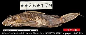 Synodontis centralis Poll, 1971 583550582.jpg