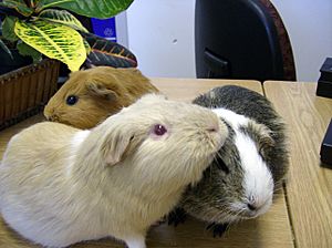Three guinea pigs (Cavia porcellus) at Keswick Public Library