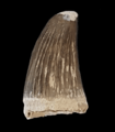 Tylosaurus ivoensis tooth
