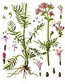 Valeriana officinalis - Köhler–s Medizinal-Pflanzen-143