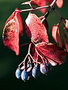 Viburnum rufidulum fruit
