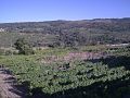 Vinhas em Ribalonga