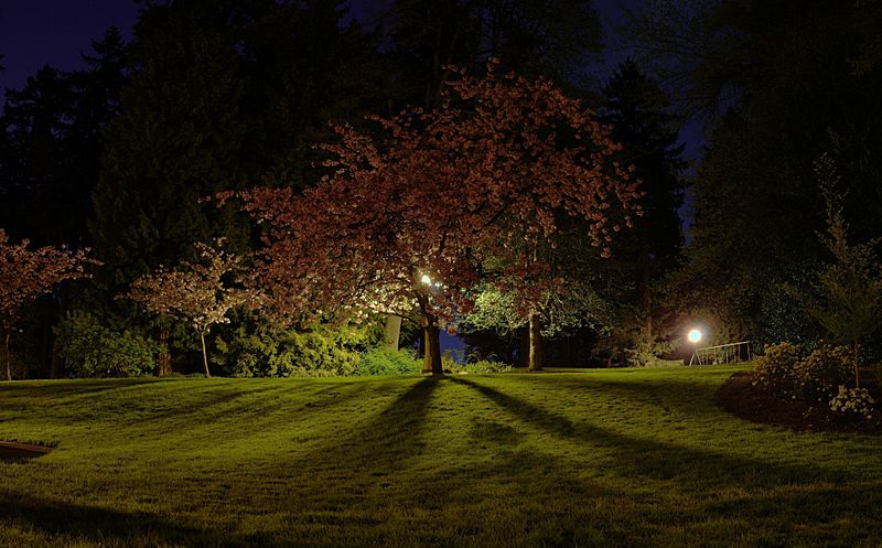 WashingtonParkBlossomingTree