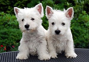 Westie pups