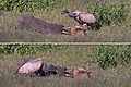 White-backed vulture (Gyps africanus) feeding on elephant leg composite