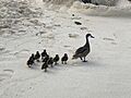 White-cheeked pintails on St Thomas