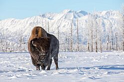 Wood bison bull at the Alaska Wildlife Conservation Center (52790650051).jpg