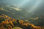 Hills covered in forest