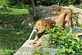 富士サファリパーク ライオン2 Fuji-safari-park-Lion2