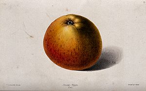A "Cox's" Orange Pippin apple (Malus sylvestris cv.). Colour Wellcome V0044426