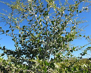 "Acacia chartacea" in bud