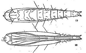 Acrocercops panacivermiforma pupa