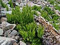 Adiantum aleuticum subsp. calderi - Flickr - brewbooks