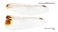 Aethriamanta circumsignata male wings (35052816795)