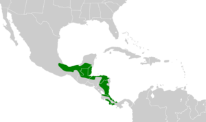 Amazona guatemalae map.svg