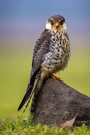 Amur Falcon (female) at Lonavala.jpg