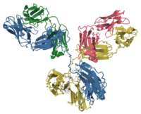 Model of an antibody showing beta strands