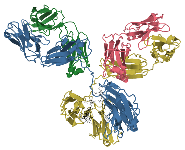 Antibody IgG1 structure