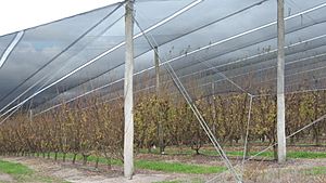 Apple trees under netting to protect them from hail, Amiens, 2015
