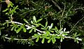 Archidendropsis thozetiana foliage