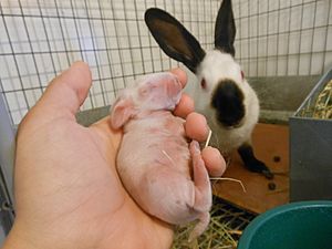 Baby Himalayan rabbit Compared to adult