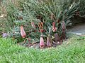Banksia blechnifolia, Albany