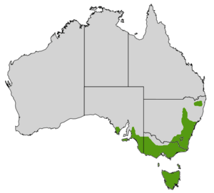 Banksia marginata map