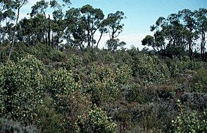 Banksia ornata habit
