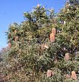Banksia prionotes x hookeriana roadside walkaway