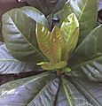 Barringtonia racemosa new leaves