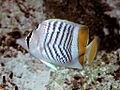 Bep chaetodon madagaskariensis