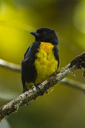 Black-and-gold Tanager - Colombia S4E3216 (22957649430).jpg