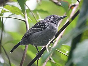 Black-crowned Antshrike (40880837972).jpg