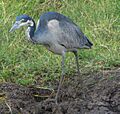 Black-headed Heron