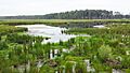 BlackwaterNWR