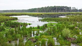 BlackwaterNWR