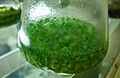 Blue-green algae cultured in specific media