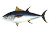 Pelagic fish (Atlantic bluefin tuna)