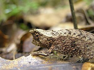 Brookesia