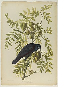 Brooklyn Museum - American Crow - John J. Audubon