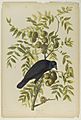 Brooklyn Museum - American Crow - John J. Audubon