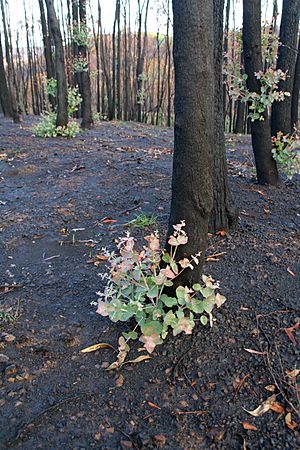 CSIRO ScienceImage 10398 Eucalypt regrowth after Black Saturday bushfires