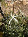 Caladenia remota parva
