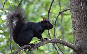 Calgary black squirrel